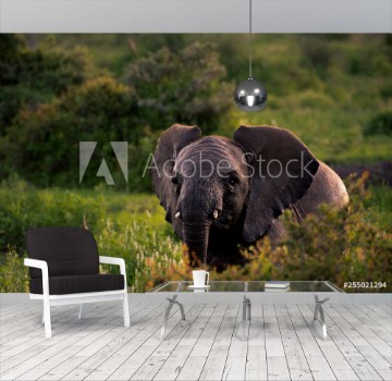 Picture of elephant in field